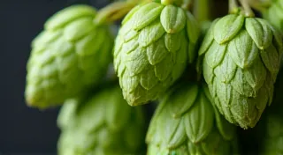 The Art of Dry Hopping: A Deep Dive